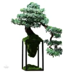 Bonsaï coréen, touche zen pour votre espace