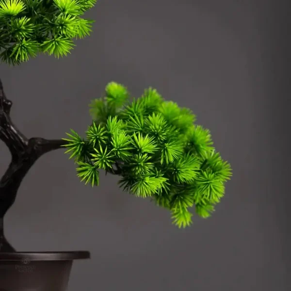 Bonsai Tanha, magnifique pièce de décoration