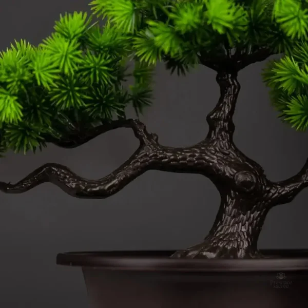 Bonsai Pin Tanha, touche verte sans entretien