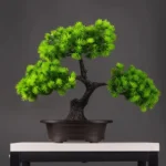 Bonsai Pin Wolong en décoration intérieure