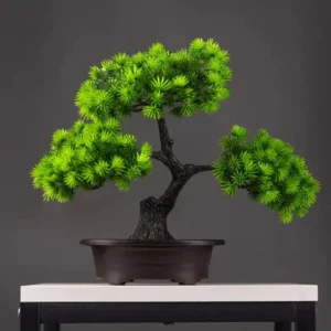 Bonsai Pin Wolong en décoration intérieure