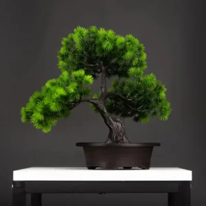 Bonsai Pin Wolong pour un style zen